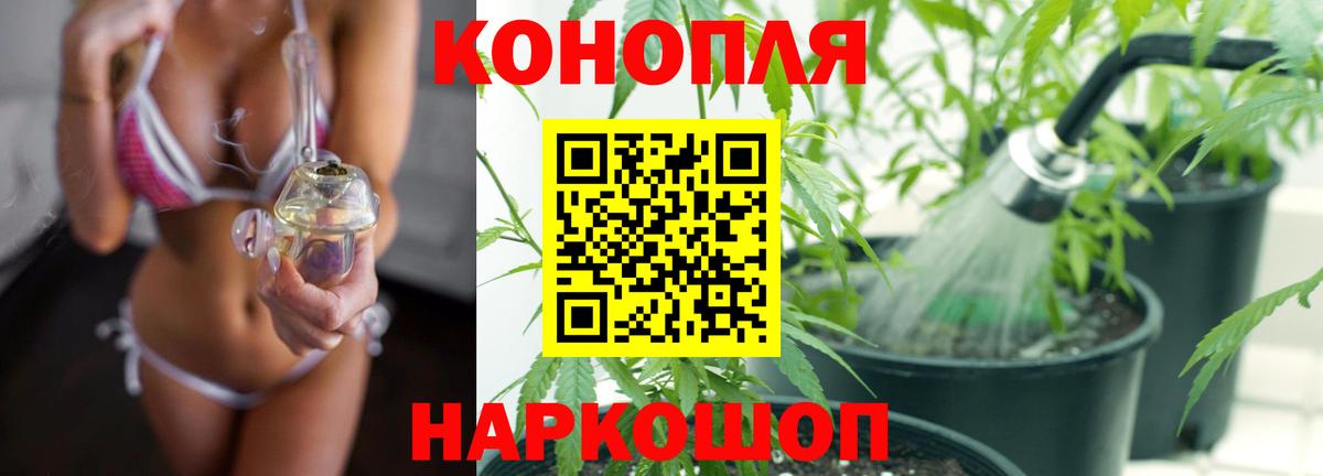 Бошки Шишки планчик Вольск